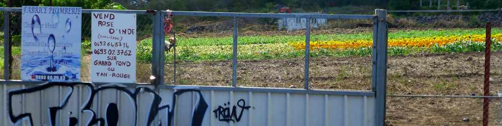 15 mai 2014 - St-Paul - D10 - Plantations de fleurs1