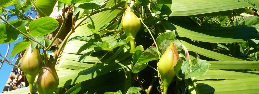 6 juin 2014 - Ligne Paradis - Roses de bois - Liane Gandelour