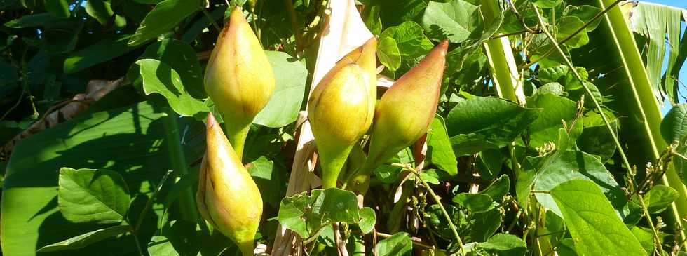 6 juin 2014 - Ligne Paradis - Roses de bois - Liane Gandelour