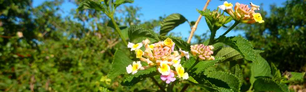 6 juin 2014 - Ligne Paradis - Corbeille d'or - Galabert en fleurs