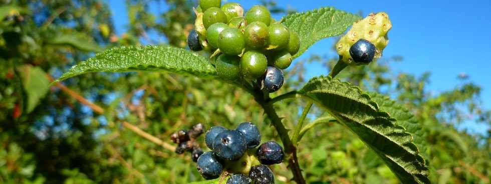 6 juin 2014 - Ligne Paradis - Galabert - Corbeille d'or (fruits)