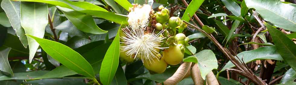 8 juin 2014 - St-Pierre - Bois d'Olives - Jamrosat