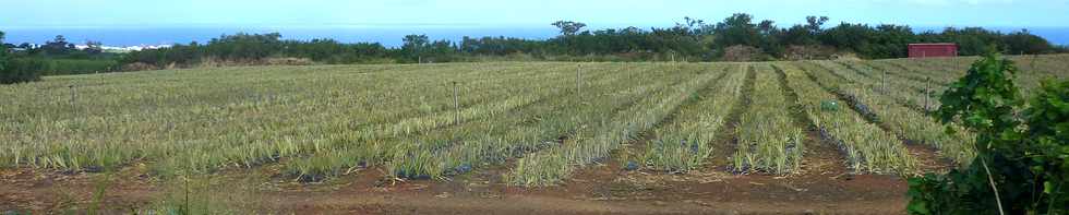 8 juin 2014 - St-Pierre - Ligne Paradis - Plantation d'ananas