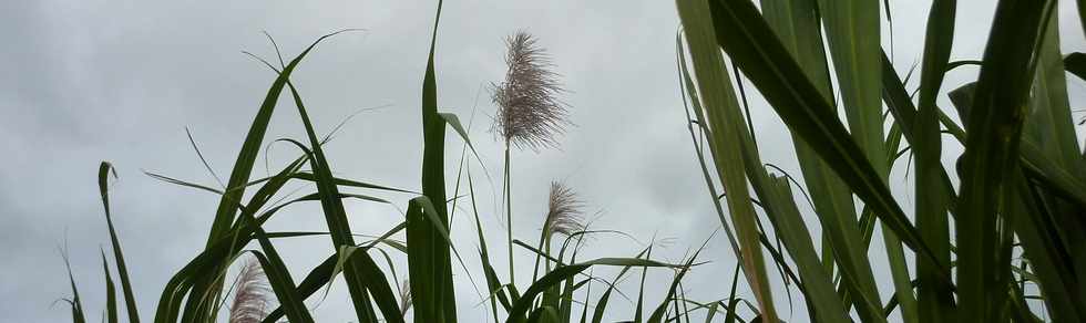 11 juin 2014 - St-Pierre - Fleurs de canne