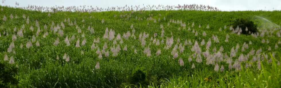 11 juin 2014 - St-Pierre - Fleurs de canne