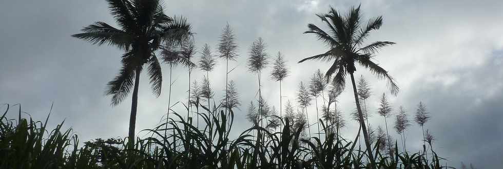 11 juin 2014 - St-Pierre - Fleurs de canne