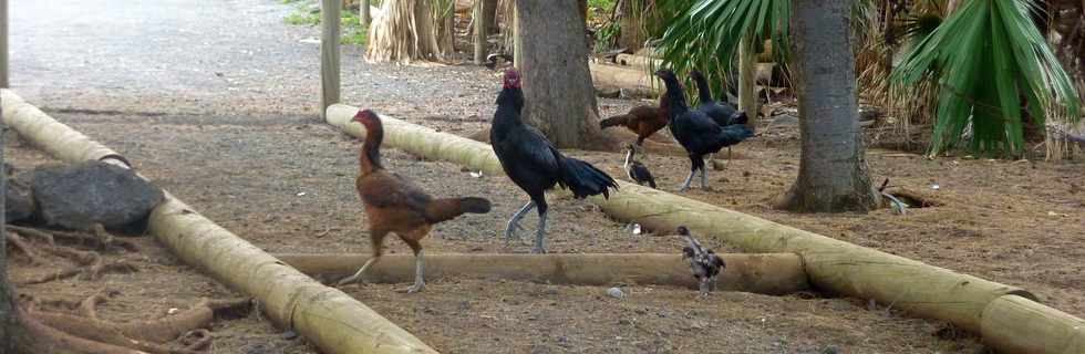 11 juin 2014 - St-Pierre - Grands Bois - Poules