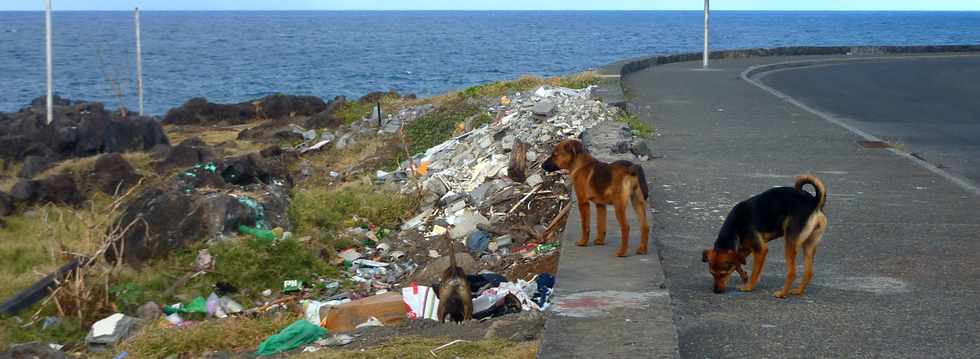 11 juin 2014 - St-Pierre - Terre Sainte - Promenade des Alizés - Chiens errants et dépôts d'ordures