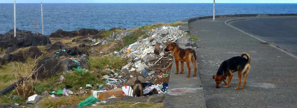 11 juin 2014 - St-Pierre - Terre Sainte - Promenade des Alizs - Chiens errants et dpts d'ordures