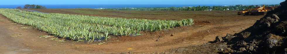15 juin 2014 -  St-Pierre - Ligne Paradis - Plantation d'ananas