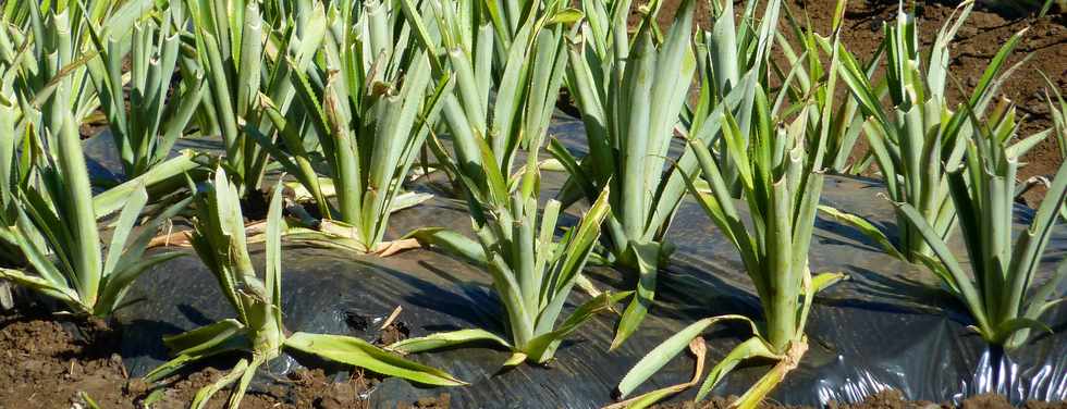 15 juin 2014 -  St-Pierre - Ligne Paradis - Plantation d'ananas