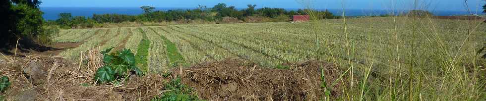 15 juin 2014 -  St-Pierre - Ligne Paradis - Plantation d'ananas