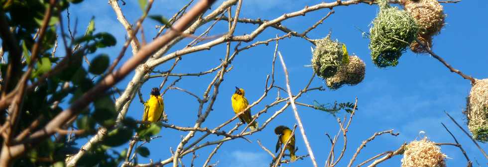 18 juin 2014 - St-Pierre - Chemin de Bassin Plat - Nids de belliers