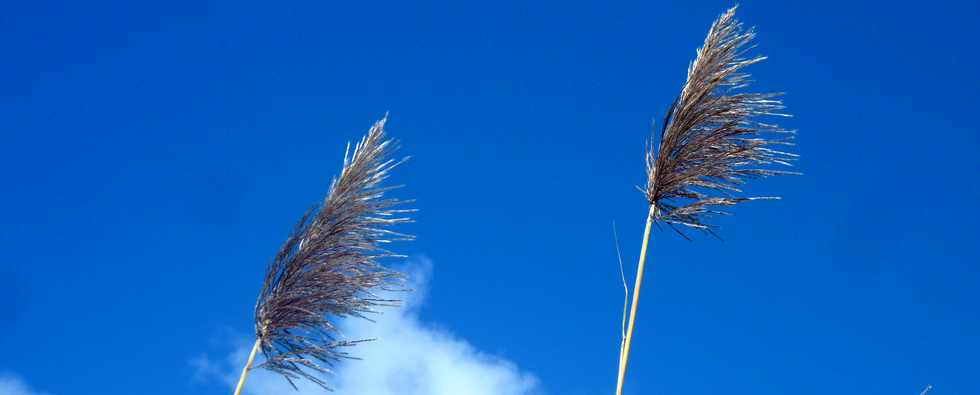 18 juin 2014 - St-Pierre - Grands Bois - Fleurs de canne