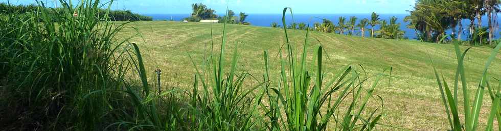 18 juin 2014 - St-Pierre - Grands Bois - Herbages