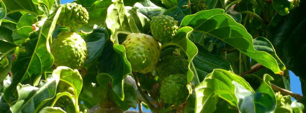 18 juin 2014 - Grands Bois - Pied de noni