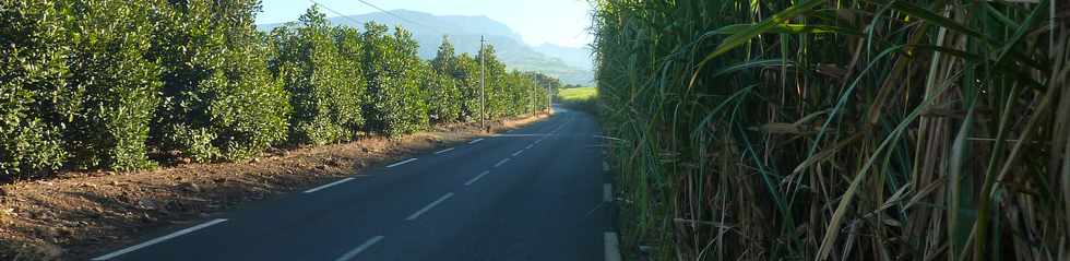 20 juin 2014 - St-Pierre - Chemin Badamier