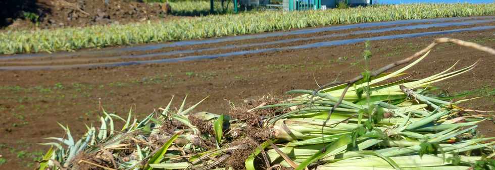20 juin 2014 - St-Pierre - Plantation d'ananas