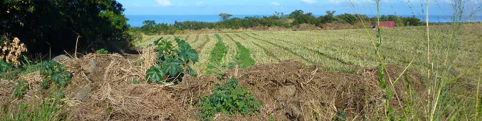 20 juin 2014 - St-Pierre - Plantation d'ananas