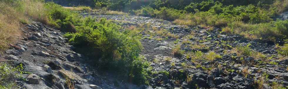 25 juin 2014 - St-Pierre - Bois d'Olives -Ravine des Cabris