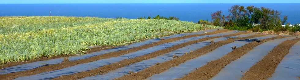29 juin 2014 - St-Pierre - Ligne Paradis - Plantation d'ananas