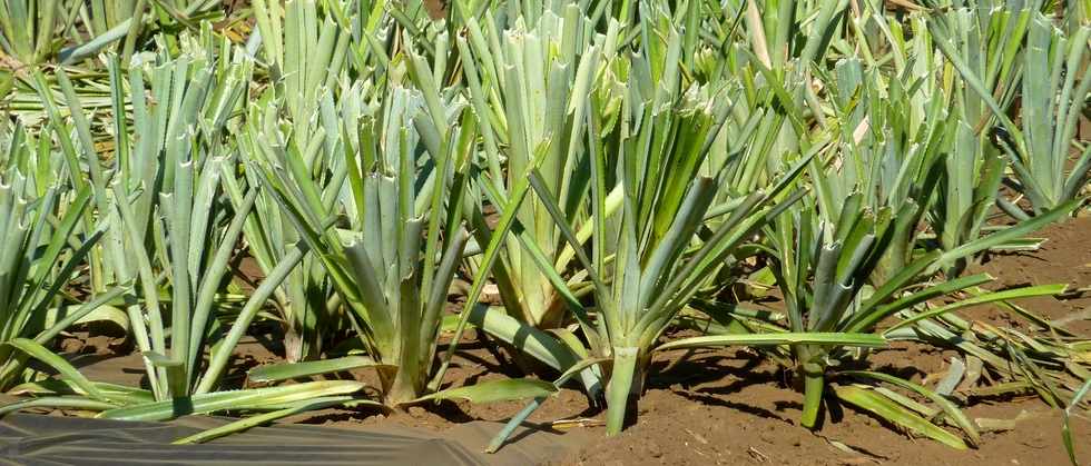 29 juin 2014 - St-Pierre - Ligne Paradis - Plantation d'ananas