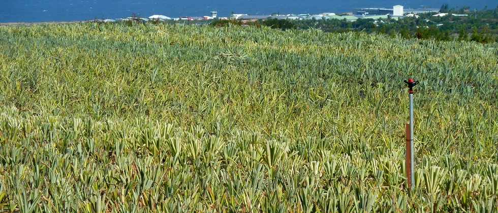 29 juin 2014 - St-Pierre - Ligne Paradis - Plantation d'ananas