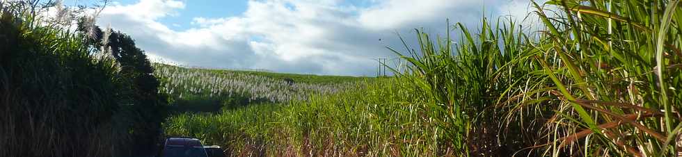 2 juillet 2014 - St-Pierre - Chemin de Bassin Plat