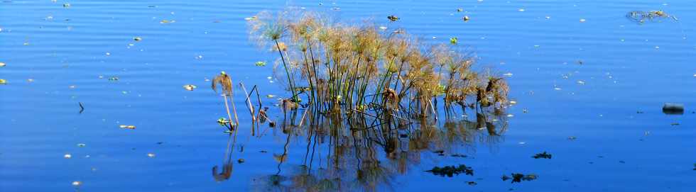 4 juillet 2014 - St-Paul - Etang