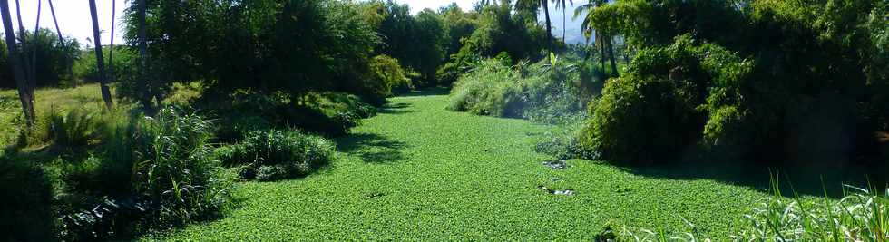 4 juillet 2014 - St-Paul - Etang