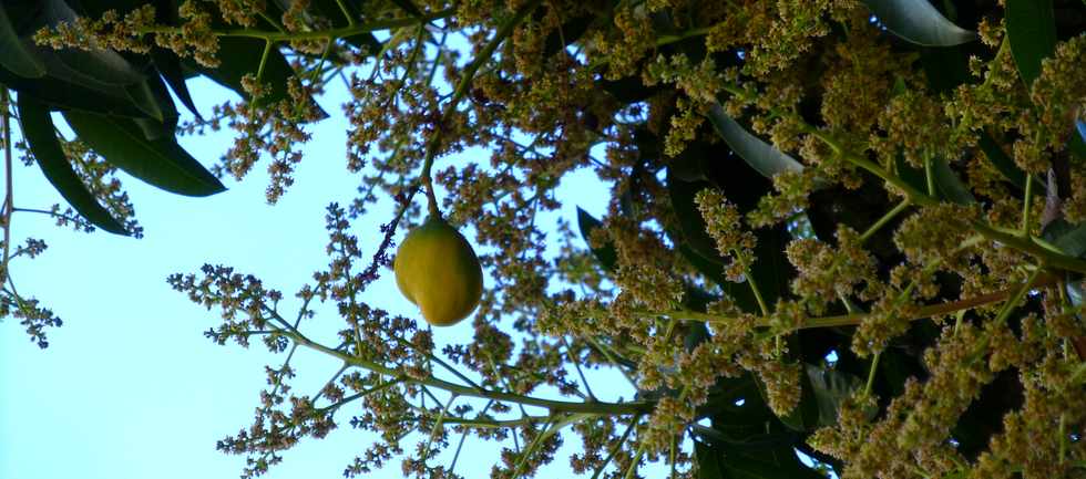 4 juillet 2014 - St-Paul - Fleurs de manguier