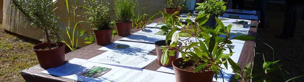 6 juillet 2014 - St-Pierre - Grands Bois - Saknouf - Plantes mdicinales -  GEPPH -