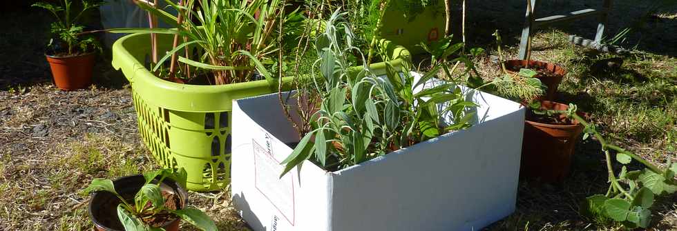 6 juillet 2014 - St-Pierre - Grands Bois - Saknouf - Plantes mdicinales -  GEPPH -