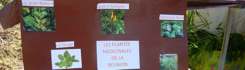 6 juillet 2014 - St-Pierre - Grands Bois - Saknouf - Plantes mdicinales -  GEPPH -