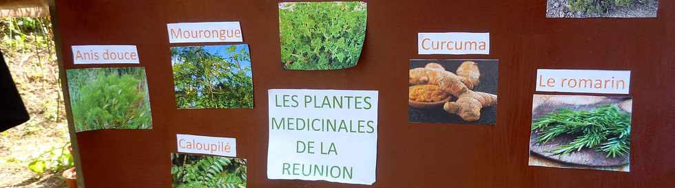 6 juillet 2014 - St-Pierre - Grands Bois - Saknoufé - Plantes médicinales -  GEPPH -