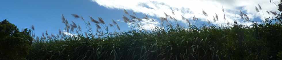 6 juillet 2014 - St-Pierre - Chemin de Bassin Plat - Cannes fleuries