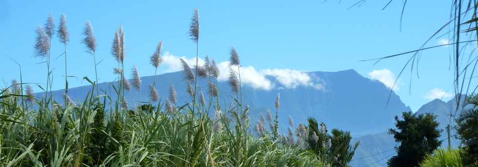 6 juillet 2014 - St-Pierre - Chemin de Bassin Plat - Cannes fleuries