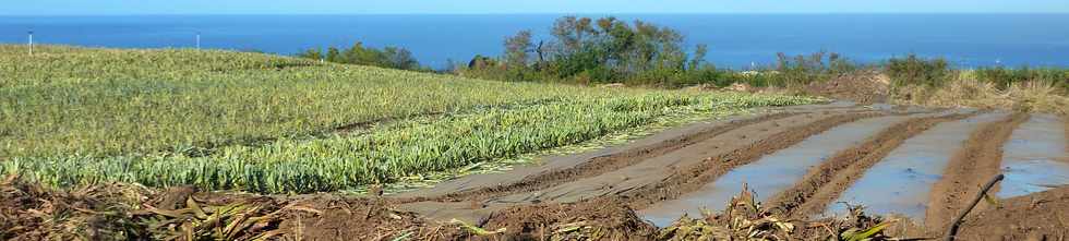 9 juilet 2014 - St-Pierre - Champ d'ananas