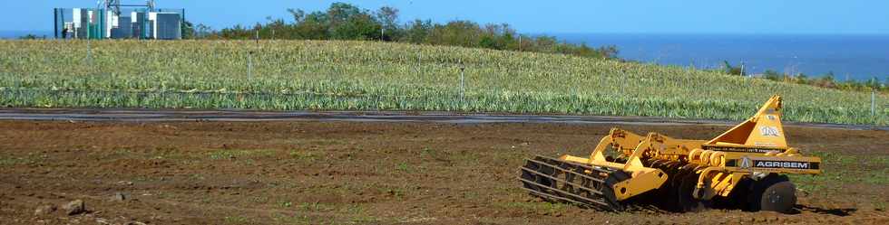 13 juillet 2014 - St-Pierre - Plantation d'ananas