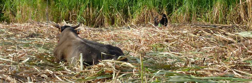 20 juillet 2014 - St-Pierre - Alle Jacquot - Boeufs de Sandy