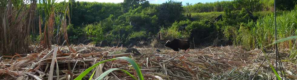 20 juillet 2014 - St-Pierre - Alle Jacquot - Boeufs de Sandy