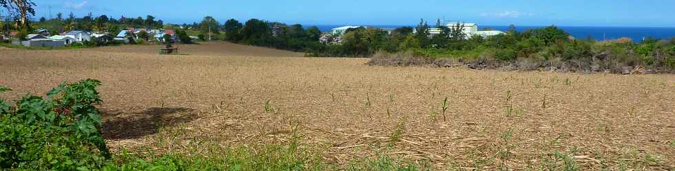 31 aot 2014 - St-Pierre - Ligne Paradis - Champ de canne