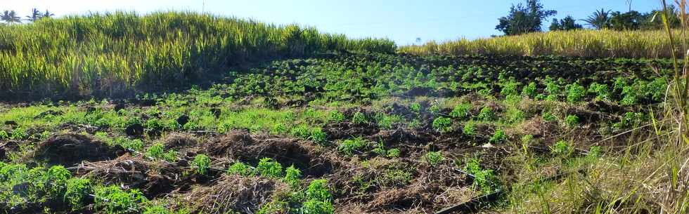 12 septembre 2014 - St-Paul - Route vers le Guillaume - Plantation de tomates  -