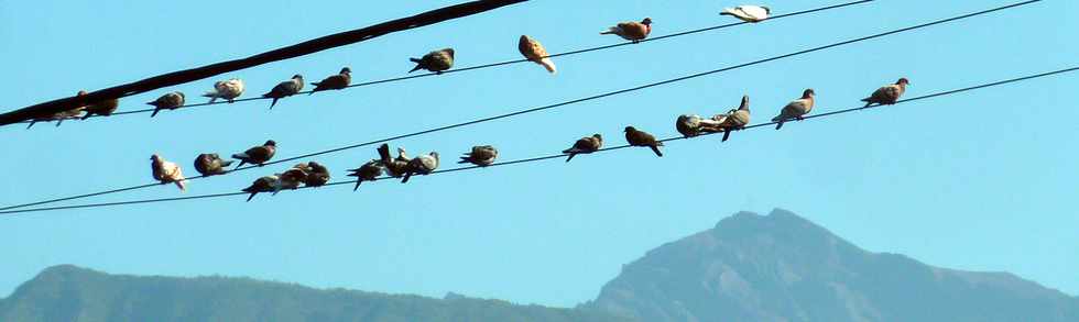 1er octobre 2014 - St-Pierre - Pigeons  Bassin Plat