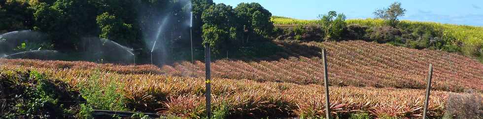 1er octobre 2014 - St-Pierre -Champ d'ananas  Bassin Plat