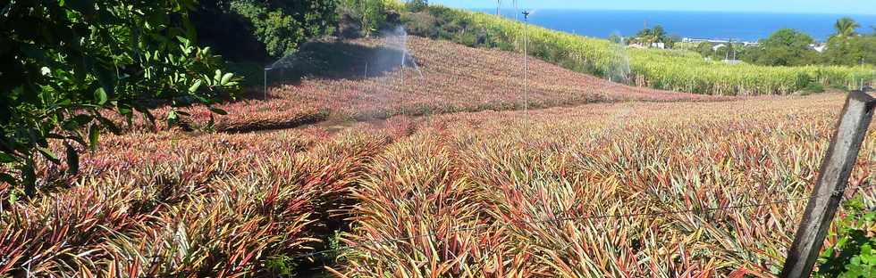 1er octobre 2014 - St-Pierre - Champ d'ananas  Bassin Plat