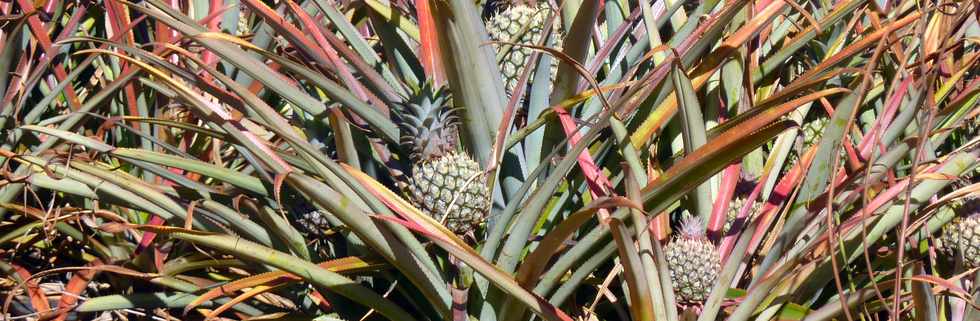 1er octobre 2014 - St-Pierre - Champ d'ananas  Bassin Plat