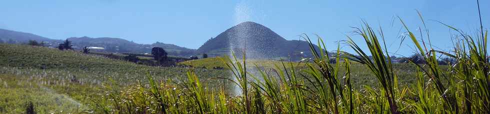 1er octobre 2014 - St-Pierre - Piton Bassin Martin aprs l'incendie du 30 septembre