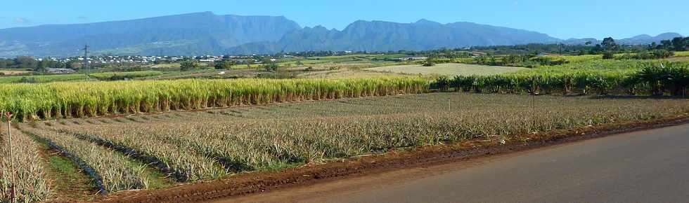 3 octobre 2014 - St-Pierre - Chemin Bassin Martin - Ananas et cannes