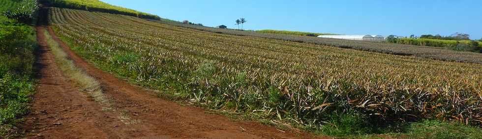 3 octobre 2014 - St-Pierre - Chemin Bassin Martin - Champ d'ananas